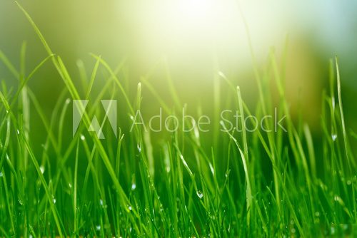 green grass background 