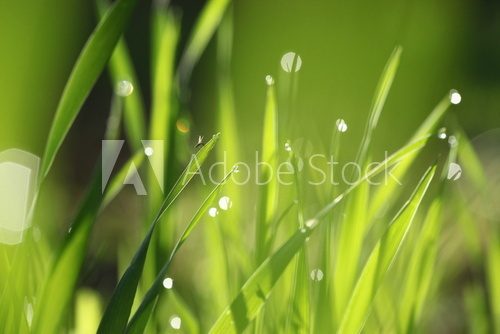 Green grass fresh Spring background 