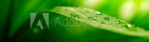 green leaf, nature background