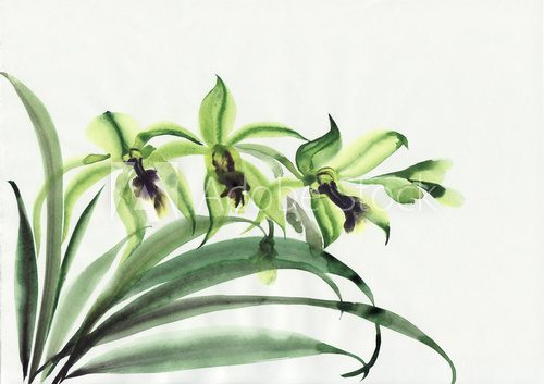 Green orchids 