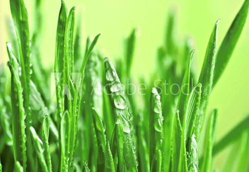 Green wet grass. 