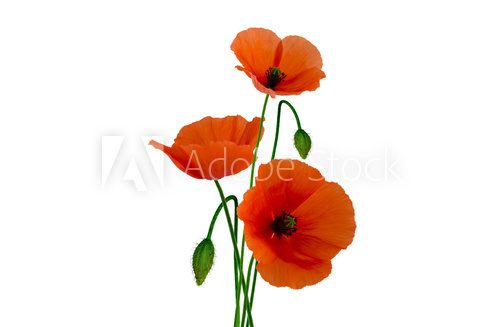 Isolated poppies on white background