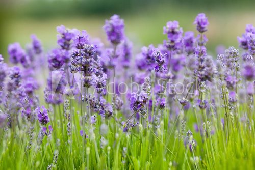 lavender background 