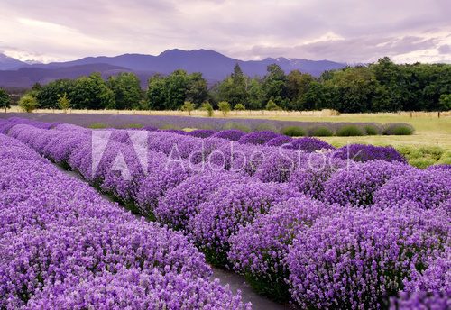 Lavender Farm in Sequim, Washington, USA 