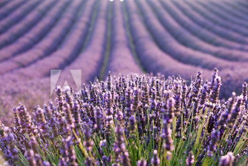 Lavender field during sunrise 