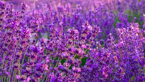 Lavender field in Tihany, Hungary 