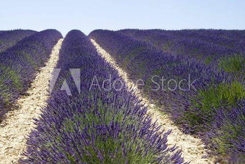 Lavender field in Valensole, South-eastern France 