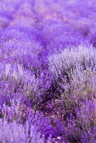 Lavender Flowers 