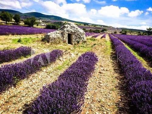 lavender in the landscape 