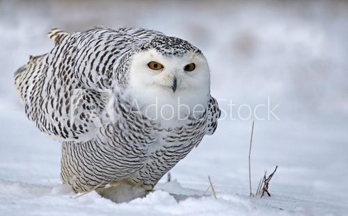 Leaning Snowy Owl 