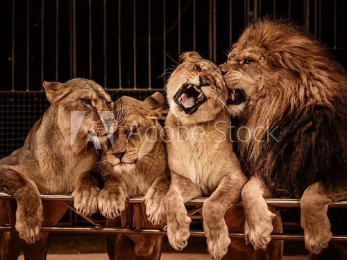 Lion and three lioness 