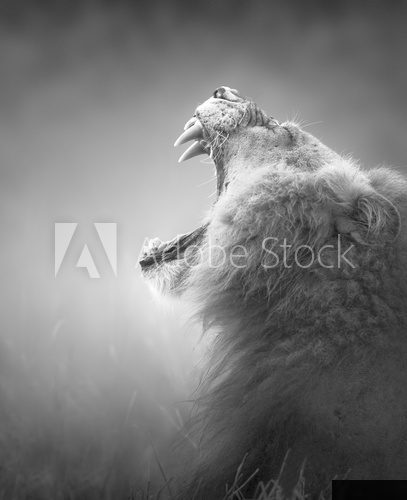 Lion displaying dangerous teeth 