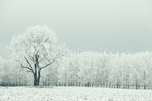 lonely tree in a field frosted frosty winter landscape 