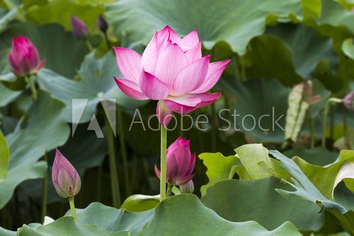 Lotus flower and Lotus flower plants 