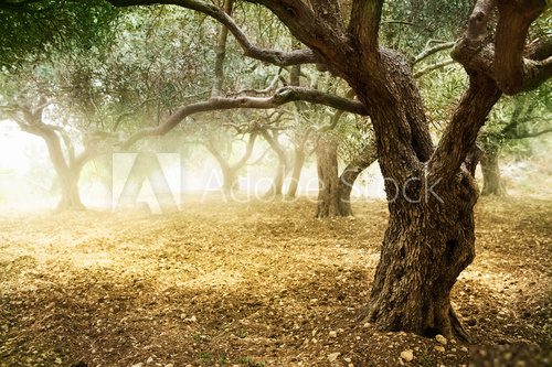 Old Olive Trees 