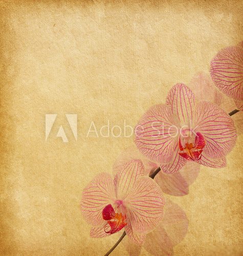 Old worn paper with  orchid 