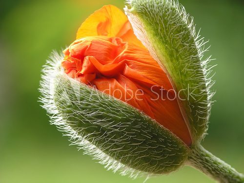 orange poppy 