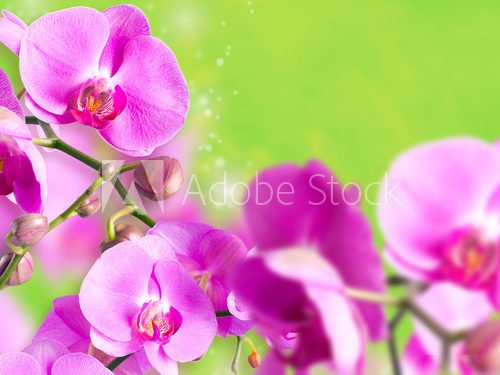 Orchid falenopsis.Seriya images. 