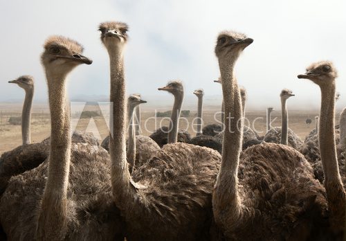 ostrich heads 