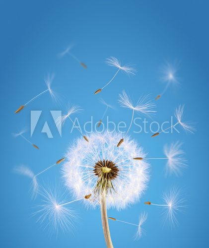 Overblown dandelion with seeds flying away with the wind 