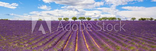 Panoramic view of Lavender field 