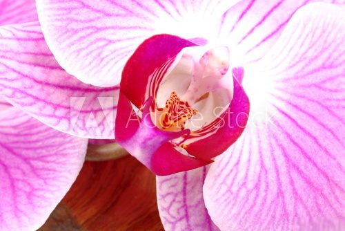 Particolare di fiore di orchidea 
