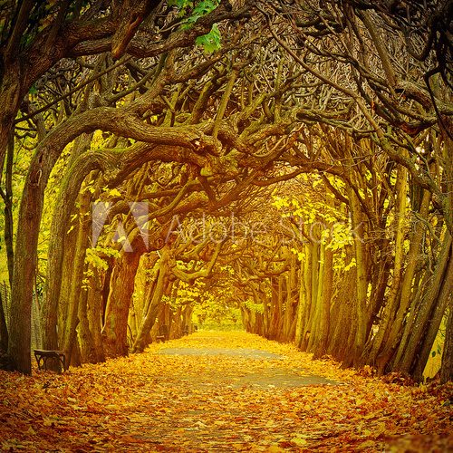 Path in beautiful park at autumn 