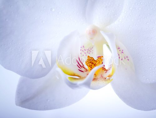 Phalaenopsis. White orchid flower macro with water drops 