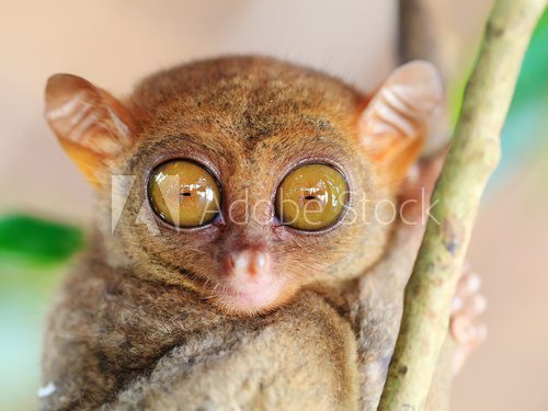 Phillipine tarsier 