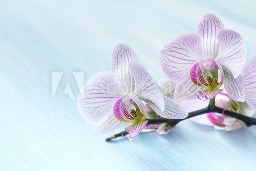 Pink orchid on a blue background 