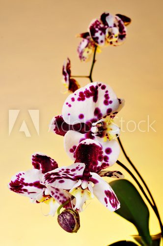 polka dot Phalaenopsis orchid 