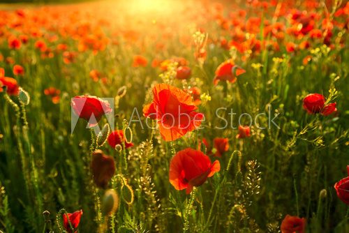 Poppies field at sunset 