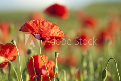 Poppies on green summer field in the sunset 