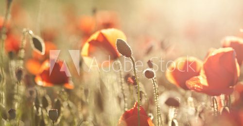 Poppies on green summer field in the sunset 