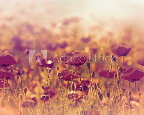 Poppy flower in a meadow 