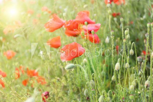 Poppy flowers, outdoors 