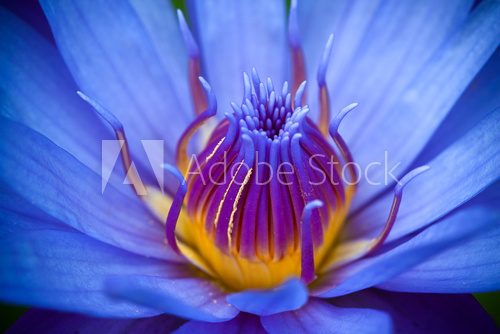 purple lotus 