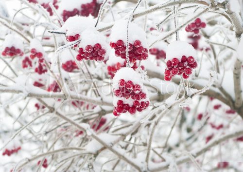 red berries covered with snow 