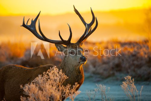 Red deer in morning sun 