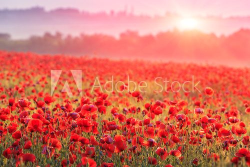 red poppy field in morning mist 