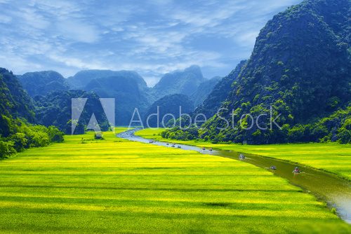 Rice field and river 