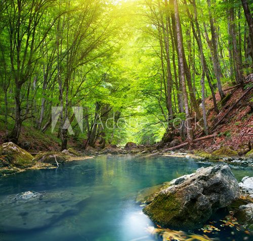 River in mountain forest. 