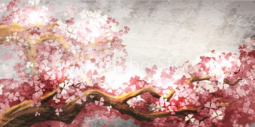 Sakura branch blooming 
