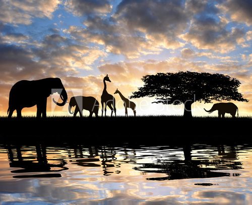 Silhouette elephants with giraffes in the sunset 