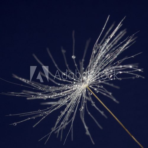 single dandelion seed with drops 