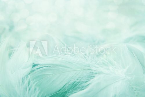 Soft fluffy feathers 