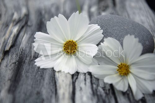 Spa still with white flower with stone on old wood texture 