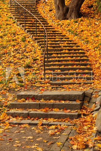 Stairs filled with colourful autumn leaves 