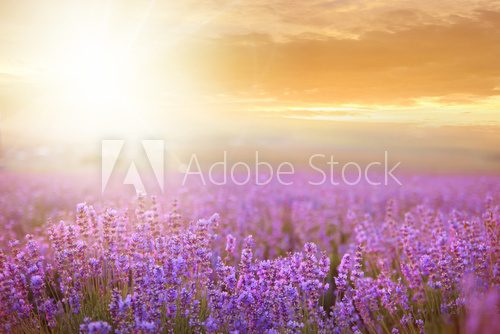 Sunset over a lavender field. 