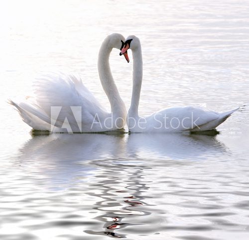Swans in love 
